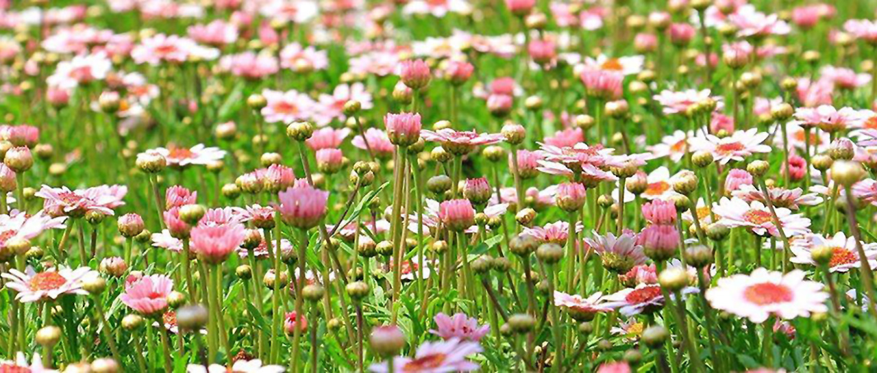 Festival of Floralia
