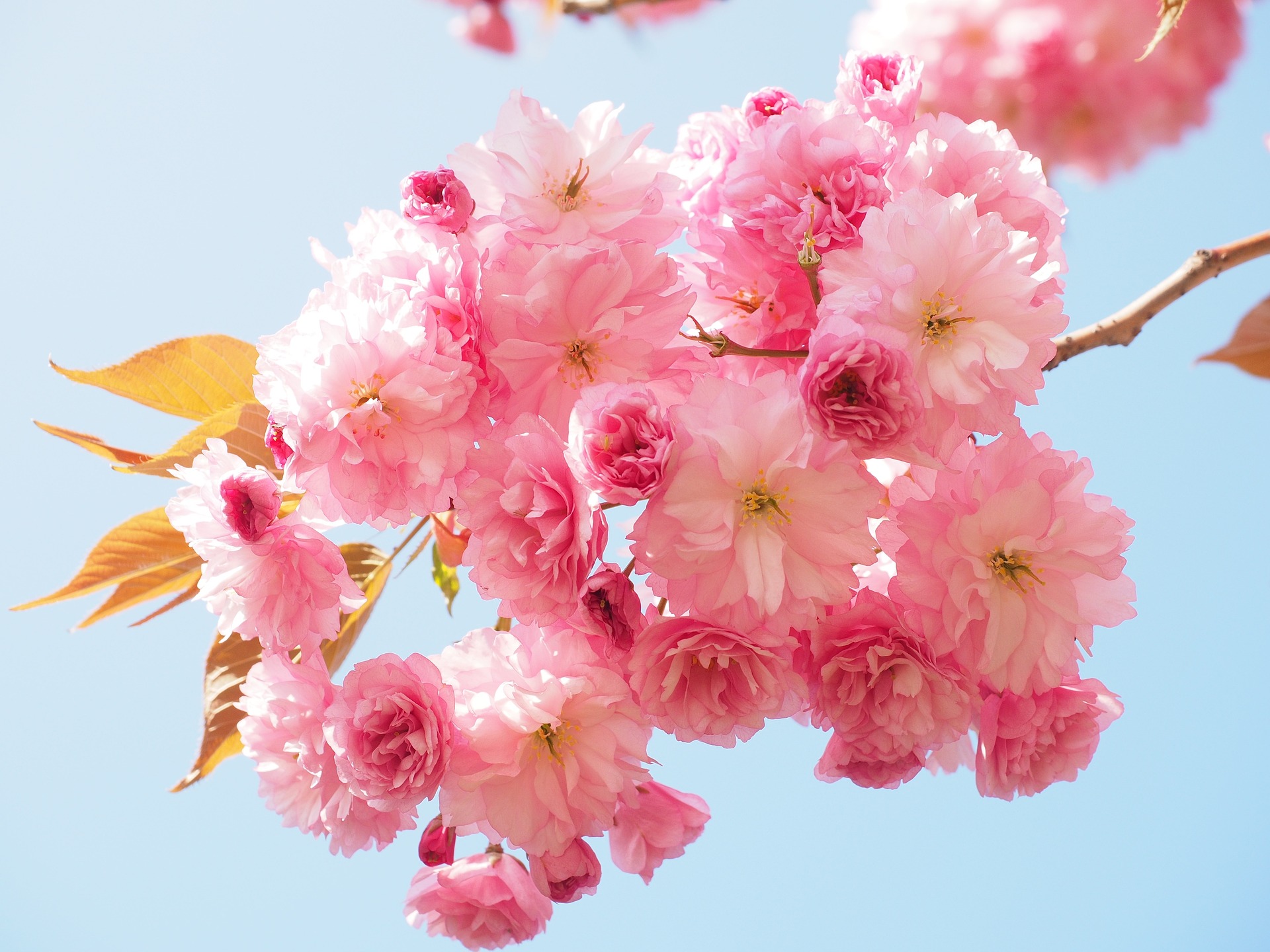 pink cherry blossom 1260641 1920