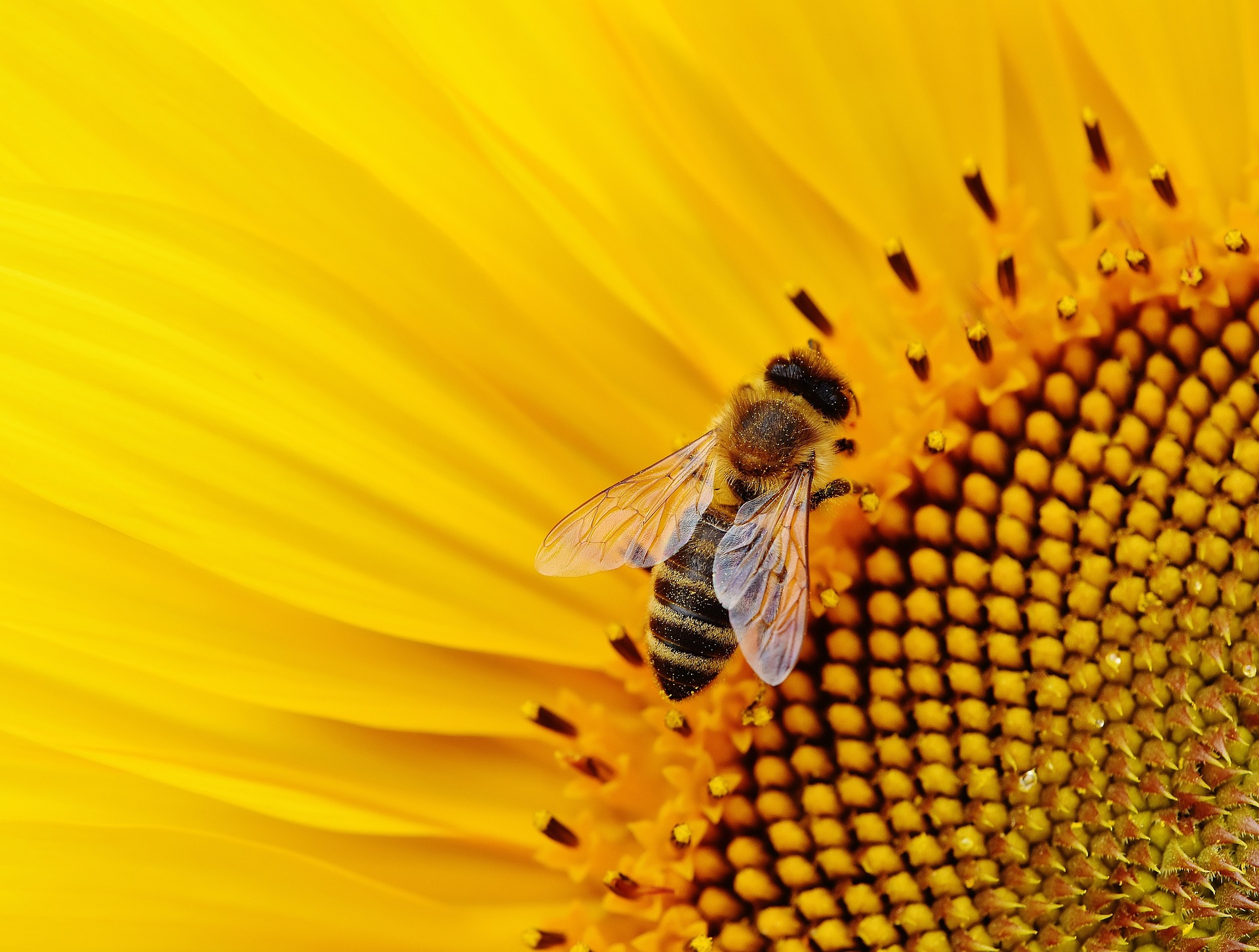 yellow bee sunflower